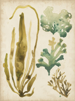 Picture of VINTAGE SEA FRONDS III