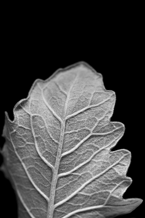 Picture of STRIKING LEAF III