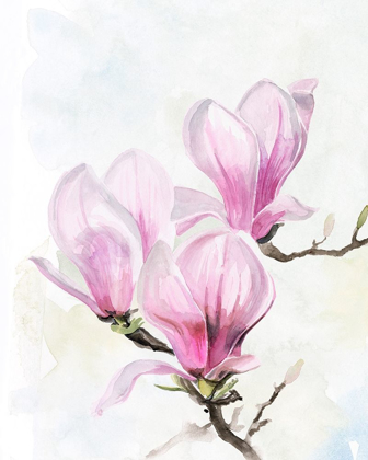 Picture of MAGNOLIA BLOOMS II