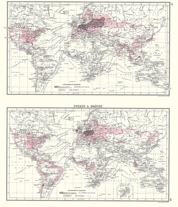 Picture of GLOBAL POTATO MANIOC - BARTHOLOMEW 1907