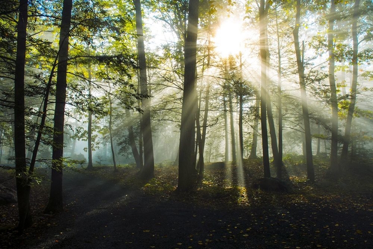 Picture of LIGHT AND TREES