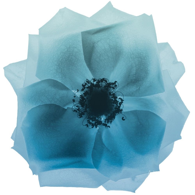 Picture of ROSE PETAL BLUES 2