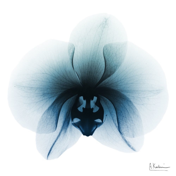 Picture of GLACIAL ORCHID 1
