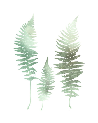 Picture of WATERCOLOR FERN 1