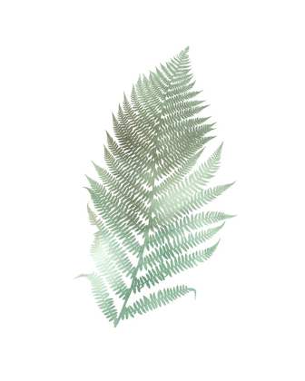 Picture of WATERCOLOR FERN 2