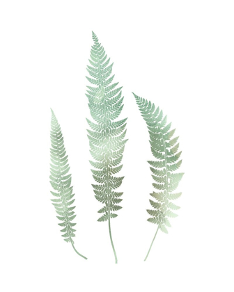 Picture of WATERCOLOR FERN 3