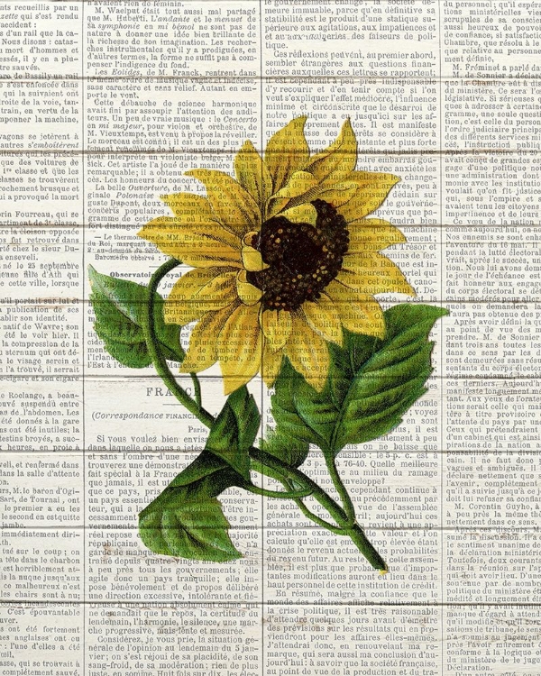 Picture of SUNFLOWER PRINT 1