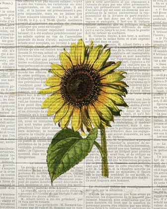 Picture of SUNFLOWER PRINT 2