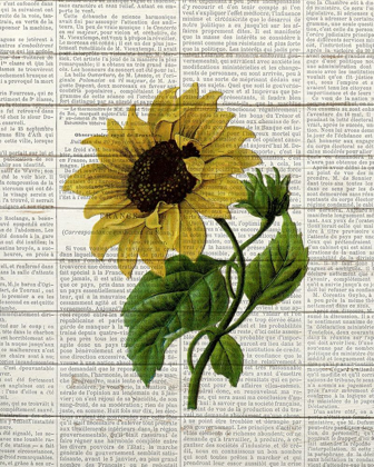 Picture of SUNFLOWER PRINT 3