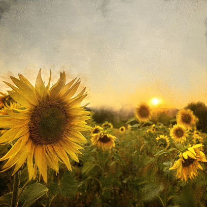 Picture of FIELD OF SUNFLOWERS