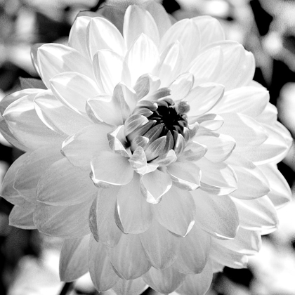 Picture of BLACK AND WHITE BLOOM