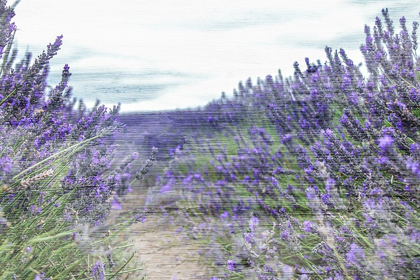 Picture of LAVENDER FIELD