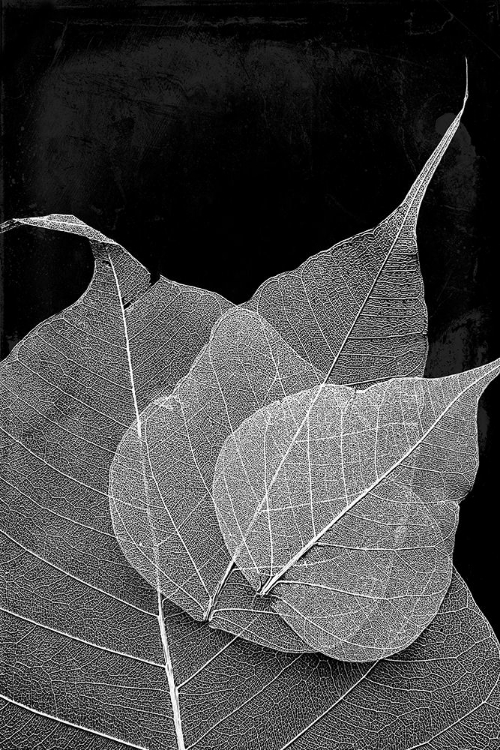 Picture of LEAVES IN THE DARK