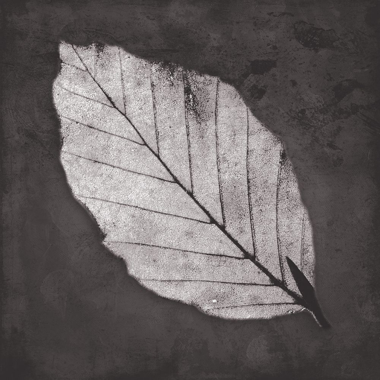 Picture of CLASSIC LEAF