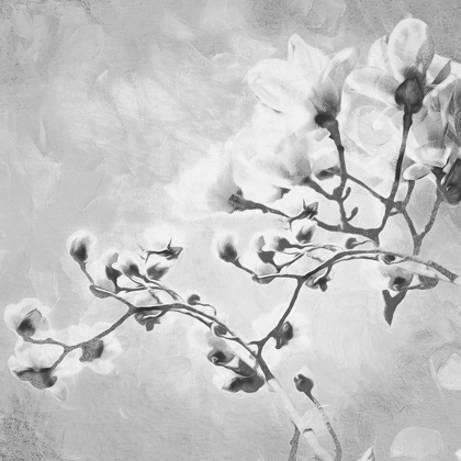 Picture of TREE OF WHITE FLOWERS BW 1