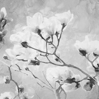 Picture of TREE OF WHITE FLOWERS BW 2
