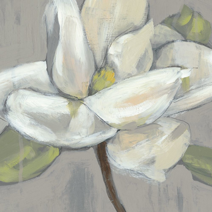 Picture of MAGNOLIA ON GREY