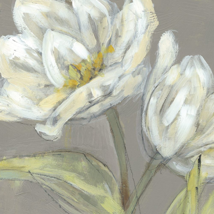 Picture of TULIP ON GREY