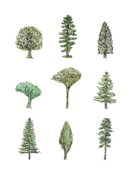 Picture of COLLECTED PINES II