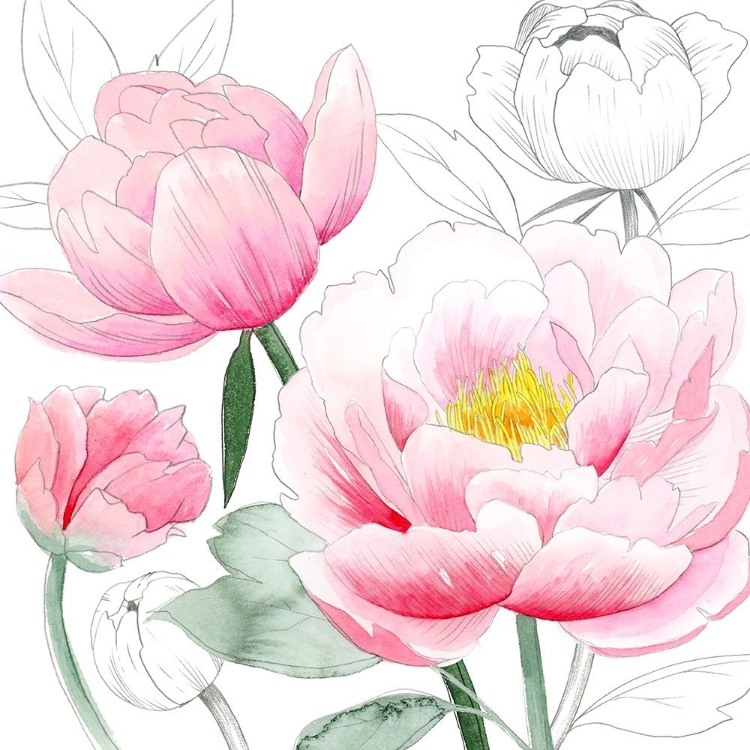 Picture of MAY PEONIES I