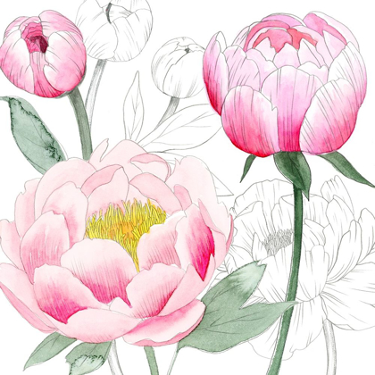 Picture of MAY PEONIES II