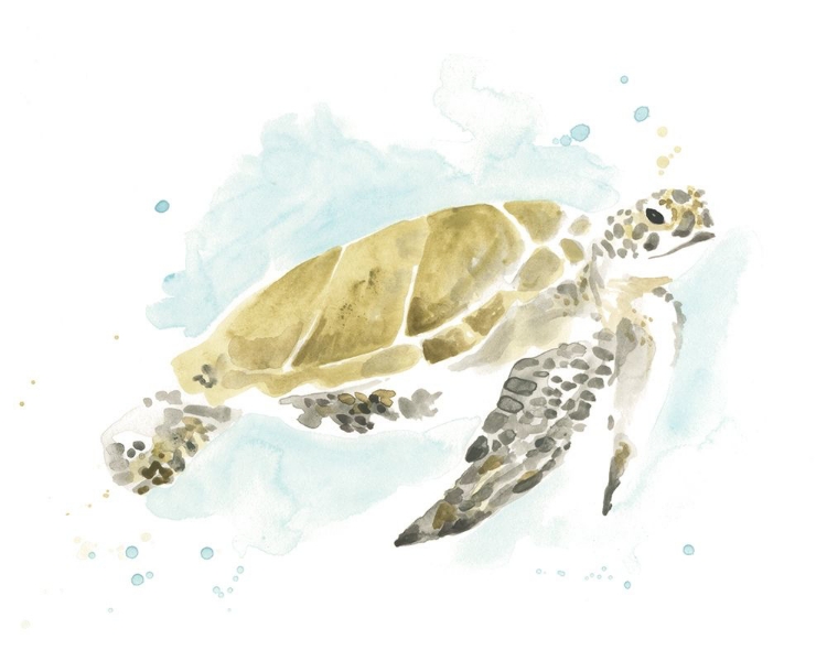 Picture of WATERCOLOR SEA TURTLE STUDY I