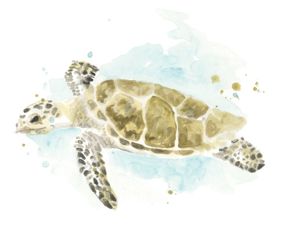 Picture of WATERCOLOR SEA TURTLE STUDY II