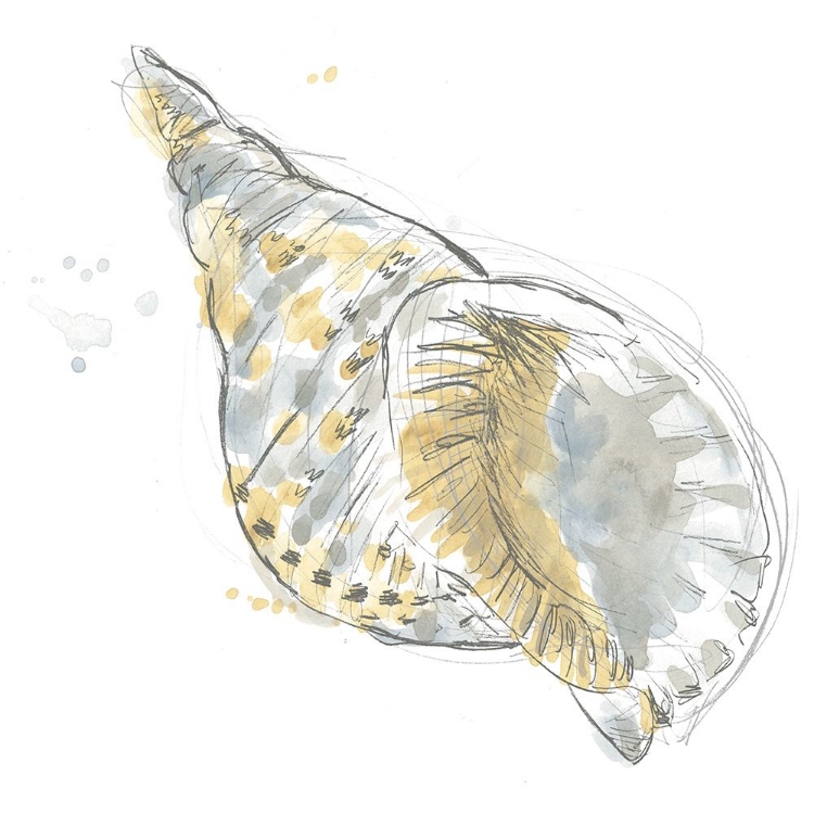 Picture of CITRON SHELL SKETCH II