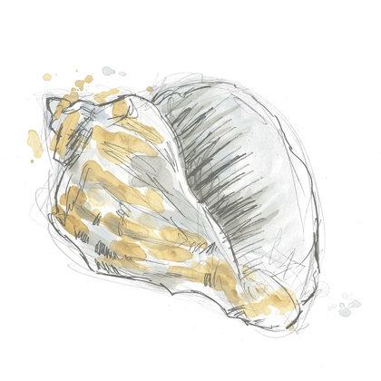 Picture of CITRON SHELL SKETCH III