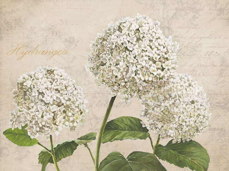 Picture of HYDRANGEAS I (NEUTRE)