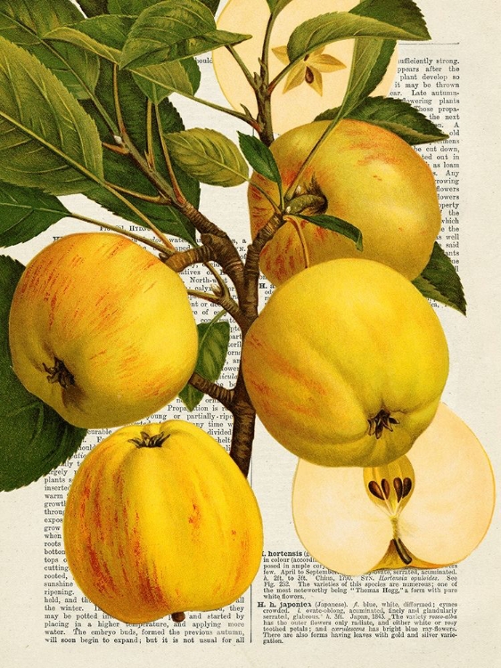 Picture of FRUITS DE SAISON, POMMES