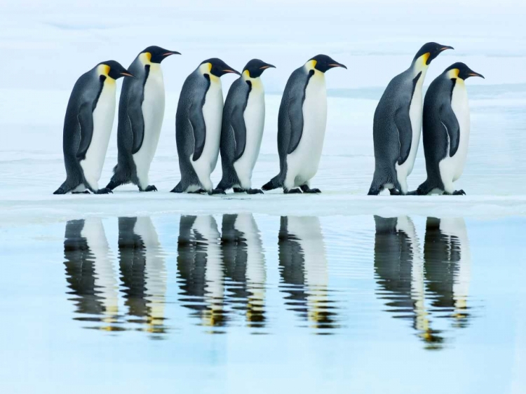 Picture of EMPEROR PENGUIN GROUP, ANTARCTICA