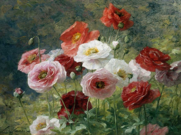 Picture of POPPIES