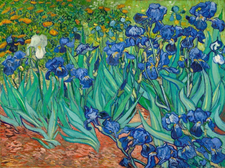 Picture of IRISES