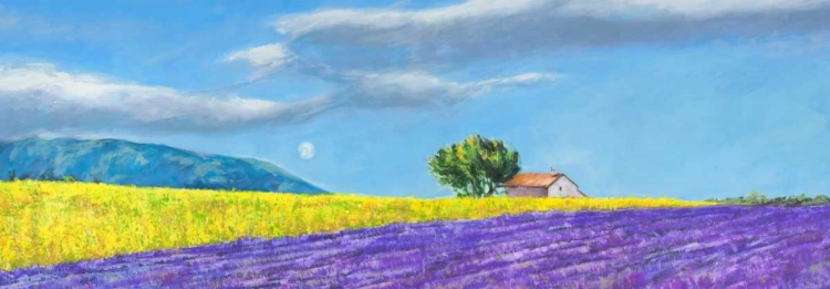 Picture of CAMPI DI LAVANDA