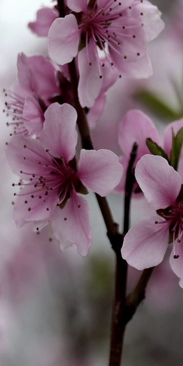 Picture of BEAUTIFUL PINK