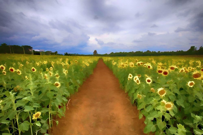 Picture of SUNFLOWER FIELD