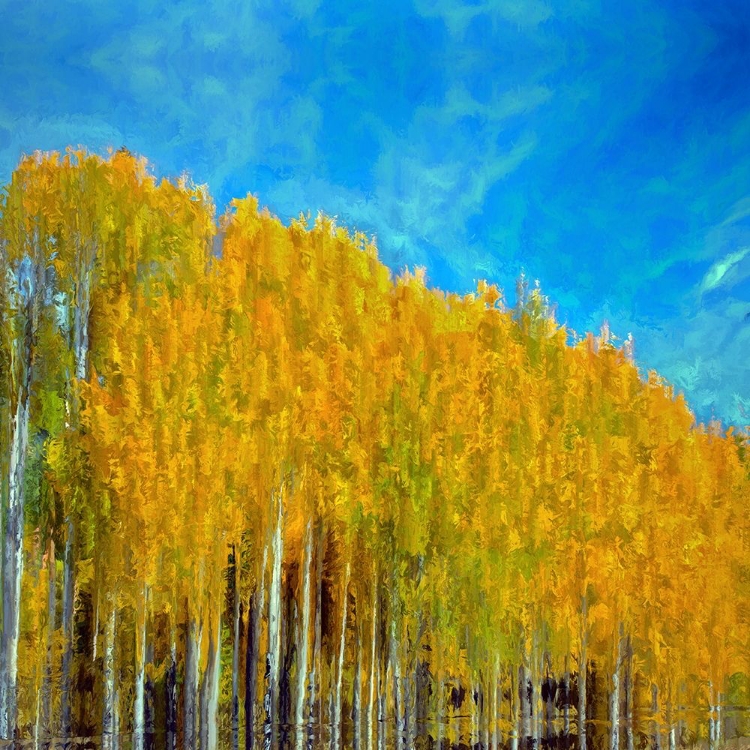 Picture of ASPENS IN AUTUMN 