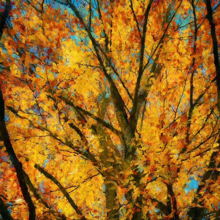 Picture of AUTUMN LEAVES II