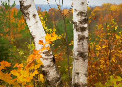 Picture of BIRCH TREES