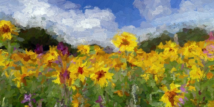 Picture of SUNFLOWER FIELDS II