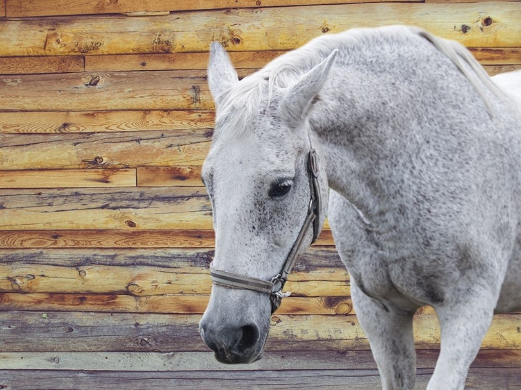 Picture of BARN HORSE