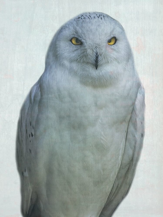 Picture of OWLWAYS