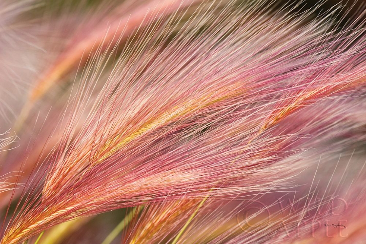 Picture of FOXTAIL BARLEY III