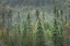 Picture of SUPERIOR NATIONAL FOREST I