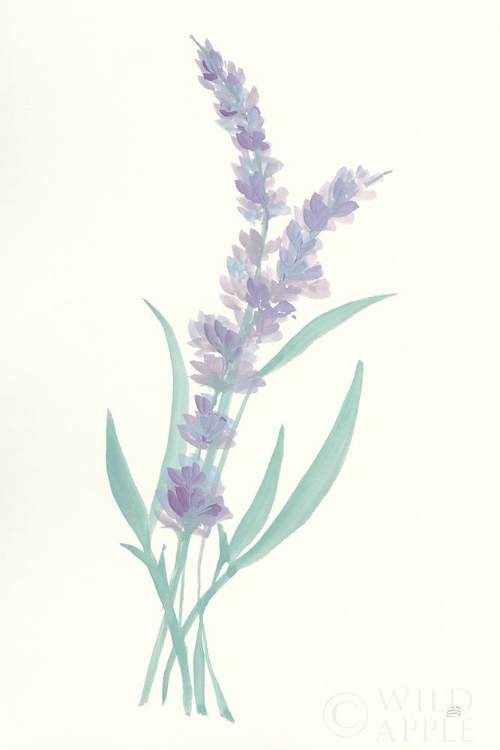 Picture of LAVENDER II