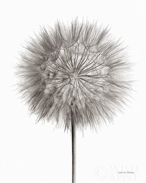 Picture of DANDELION FLUFF ON WHITE