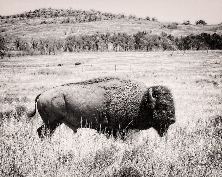 Picture of BUFFALO I BW