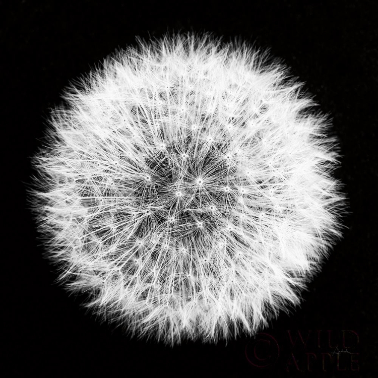 Picture of DANDELION ON BLACK I