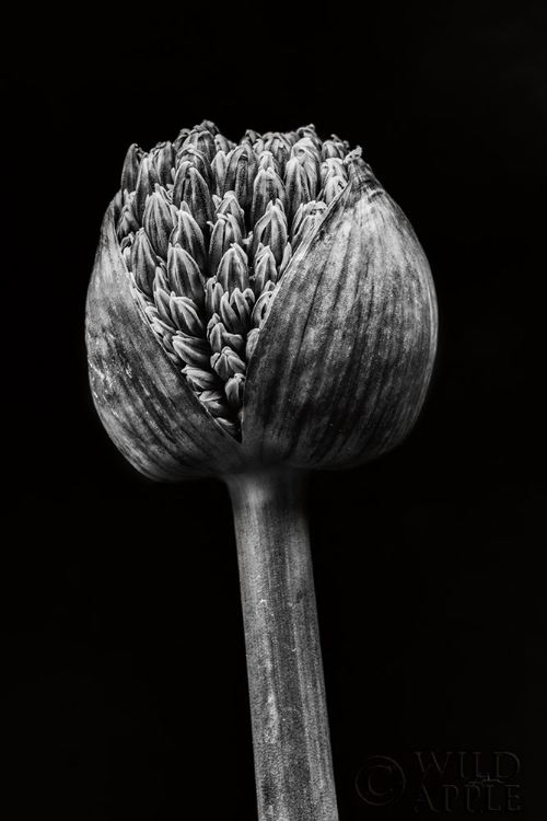 Picture of ALLIUM I